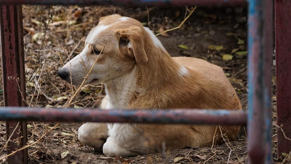 жп жануарлар (5)