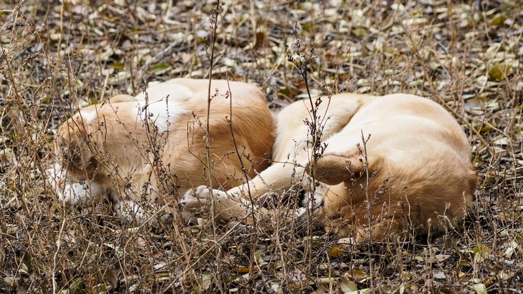 жп жануарлар (6)