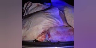 Браконьеры с тушами косуль задержаны в ЗКО