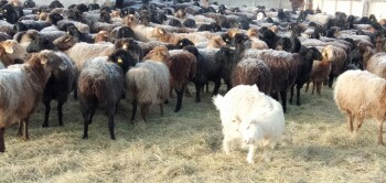 ЖП мал, қыс  Кама апаның фотолары