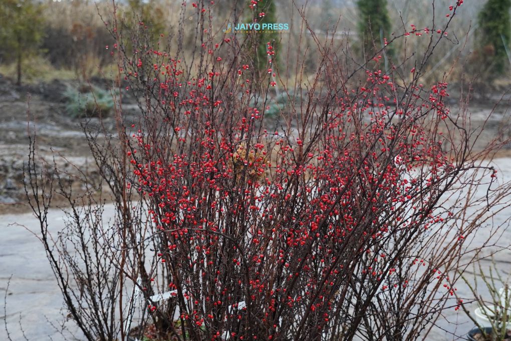 жп ботанический сад 202507