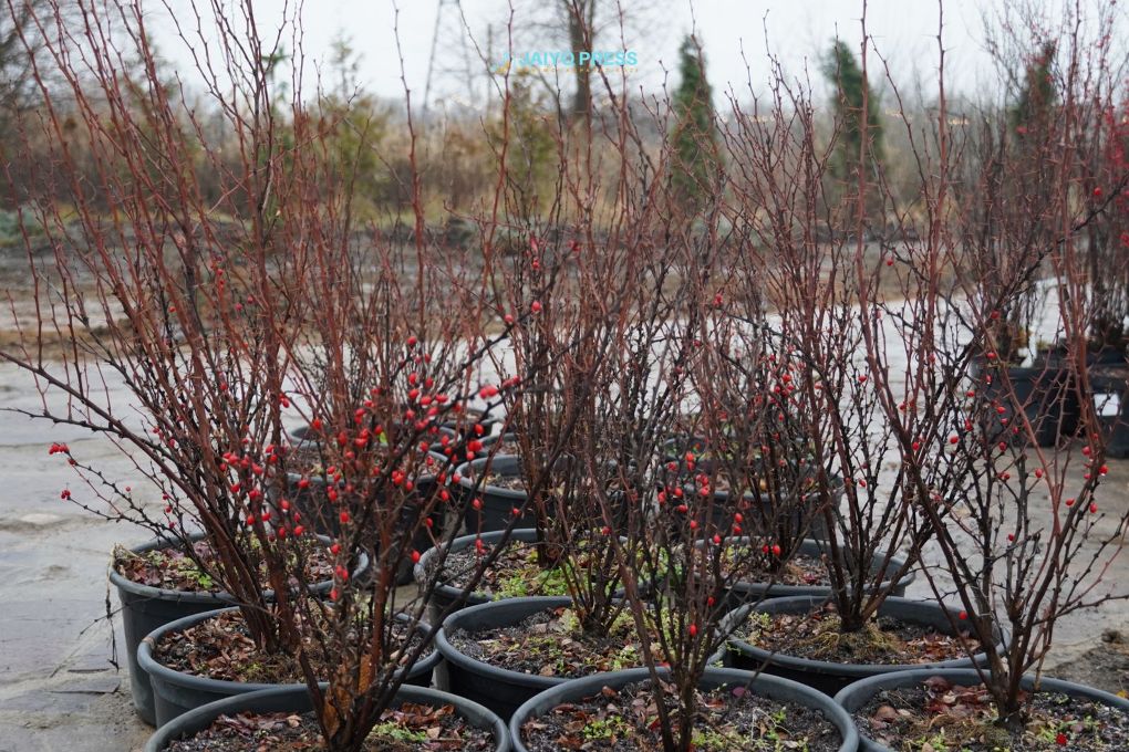 жп ботанический сад 202510