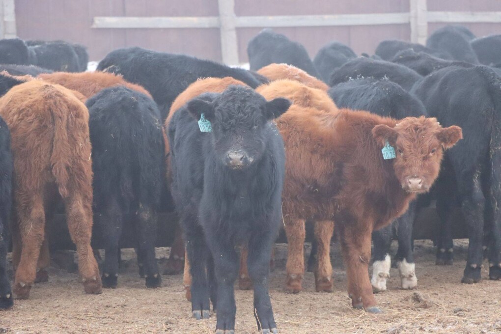 616432089_870676212261685_7936678478725906271_n