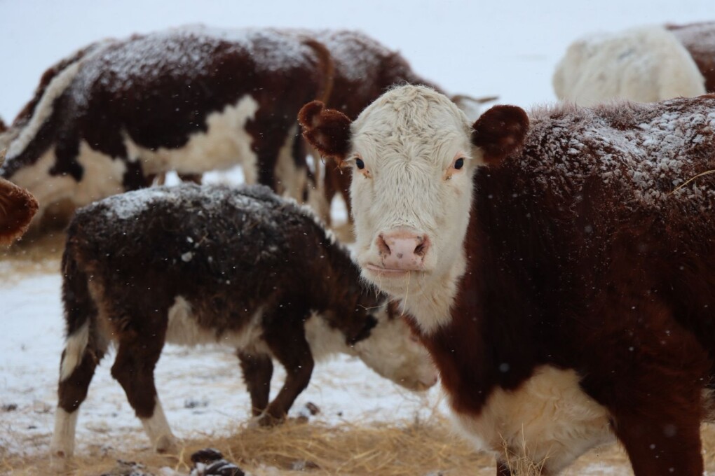 Сиыр бөкей ордасы Жп Еркебұлан Рахметолла,