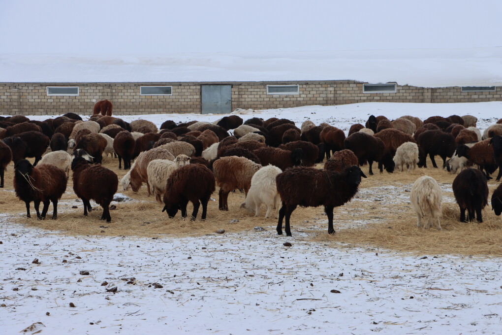 Тимур Дүйсенов (4)