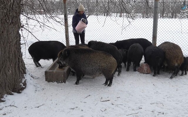 БҚО тұрғыны жабайы қабандарды қолға үйретіп отыр