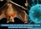 В Казахстане не зарегистрированы случаи заражения вирусом Нипах