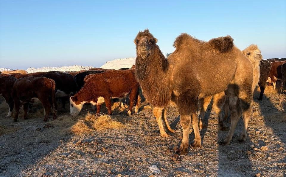 image-29-01-26-11-35-3