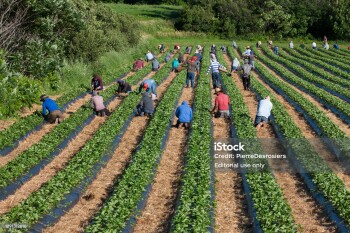 Île d'Orléans, Quebec, Canada - July 21, 2020: Migrant Mexican workers on six month visas working in strawberry field.