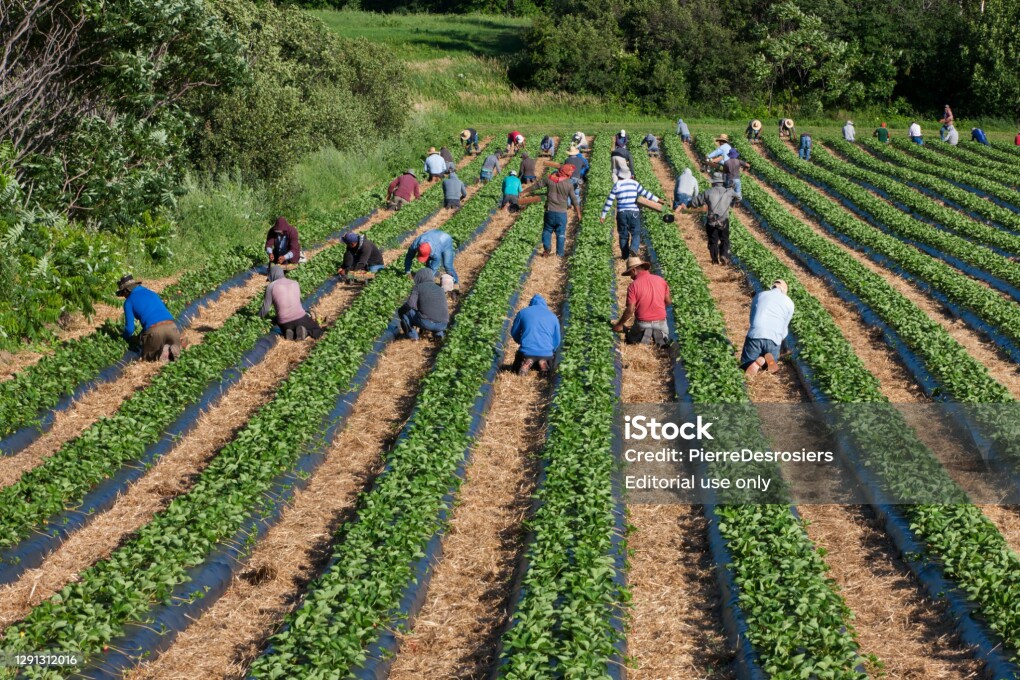 Île d'Orléans, Quebec, Canada - July 21, 2020: Migrant Mexican workers on six month visas working in strawberry field.