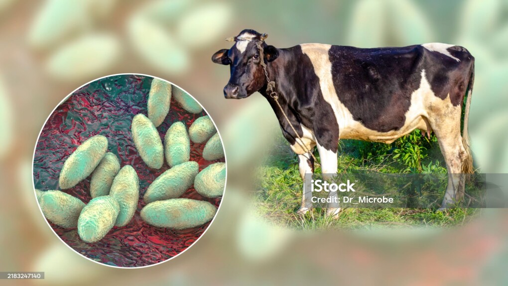 Brucella bacteria, the causative agent of brucellosis, computer illustration. Brucella is a Gram negative, non-sporing, aerobic bacillus (rod- shaped bacteria). It is primarily a pathogen of farm animals but also causes disease (recurrent fevers) in humans. Brucella produce symptoms of fatigue, fever, anorexia, depression and muscle and joint pain. Contraction of human disease may occur through unpasteurised milk, but is more likely to be restricted to persons working in close contact with farm animals (veterinary surgeons, farm workers etc).