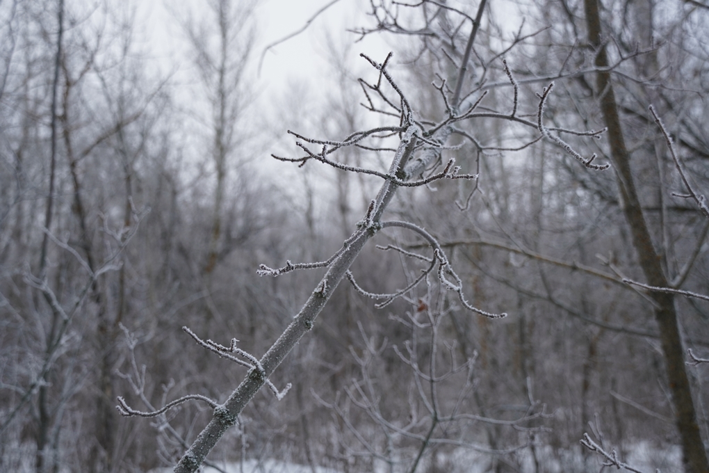 жп ағаш қыс 2026 (1)