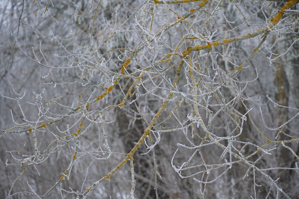 жп ағаш қыс 2026 (2)