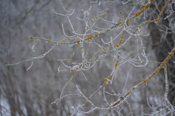 жп ағаш қыс 2026 (3)