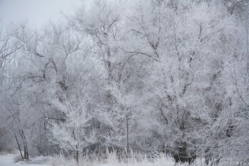 жп ағаш қыс 2026 (4)