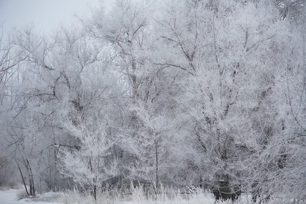 жп ағаш қыс 2026 (4)