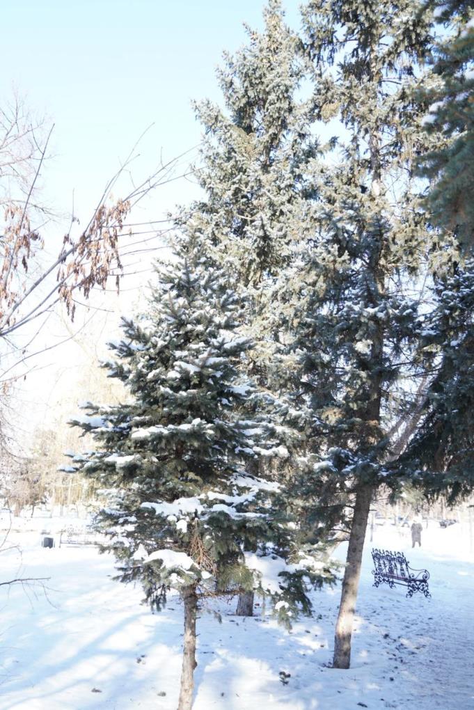 жп ағаш қыс 2026 (5)