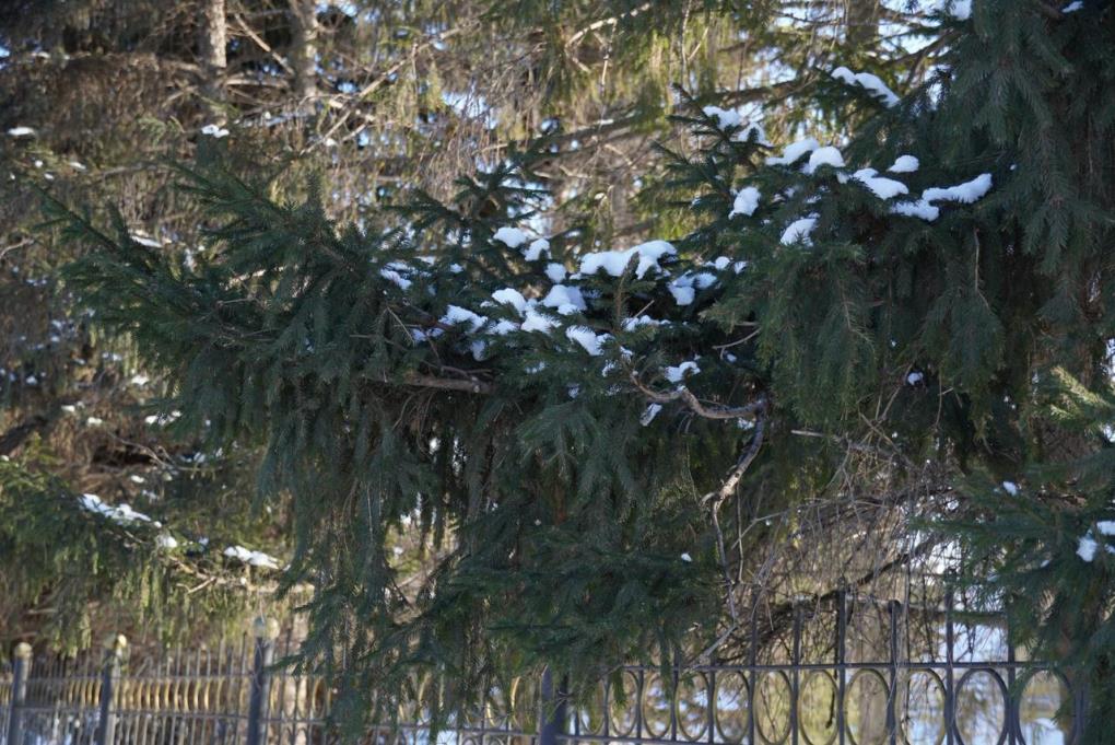 жп ағаш қыс 2026 (6)