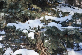 жп ағаш қыс 2026 (7)