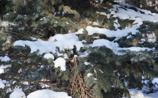 Деревья, укутанные снегом