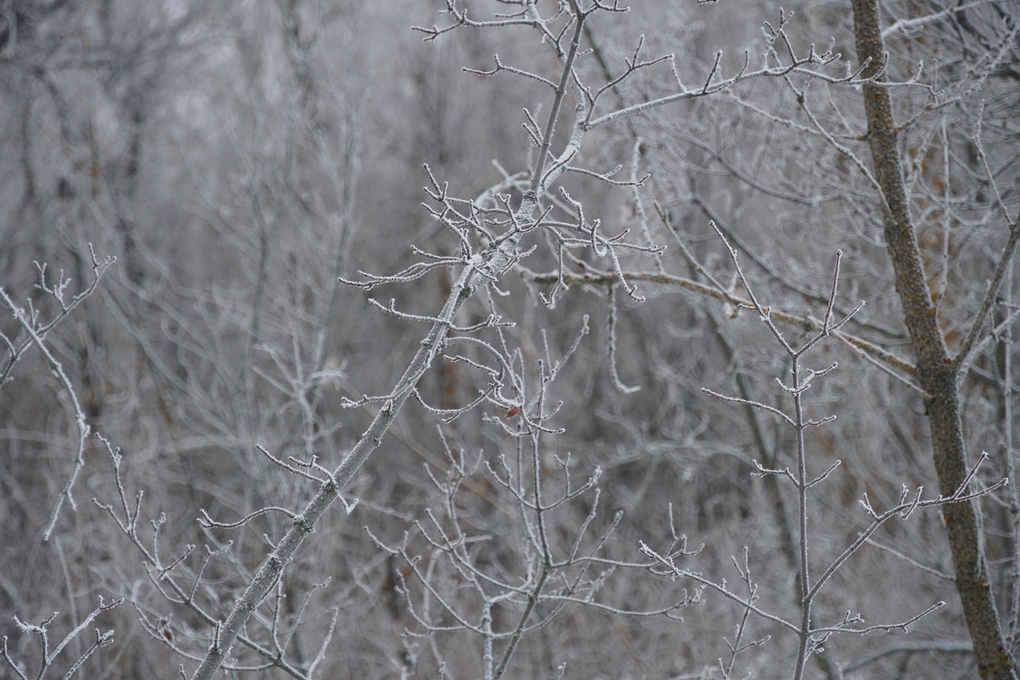 жп ағаш қыс 2026 (8)