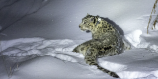 После истории со снежным барсом: почему туристам стоит быть осторожнее в горах