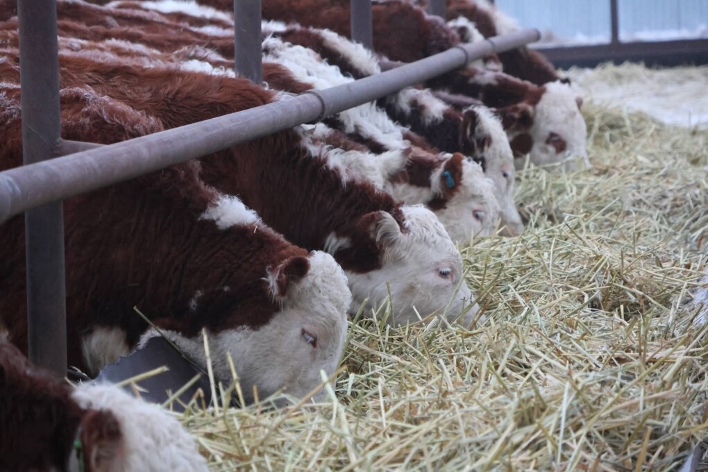 FB_IMG_1770270133590