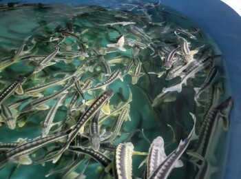 _gluster_2025_10_30_3b04b70cd92908ab3112d4804658f97e_1280x720