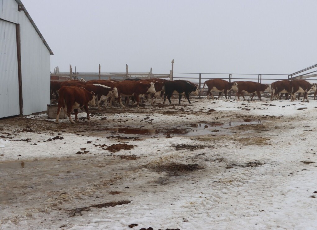 image-17-02-26-04-35