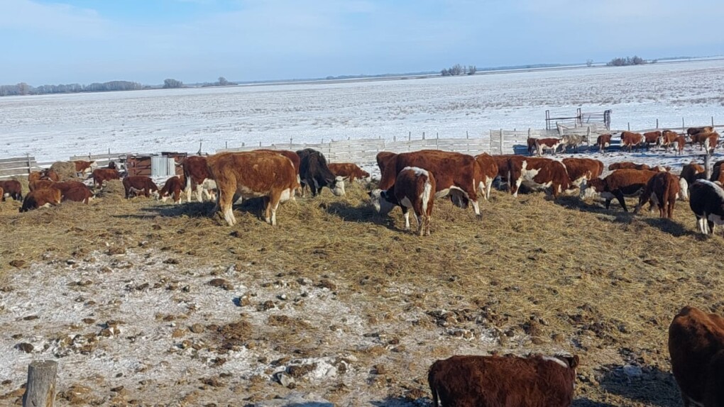 канннай сиыр