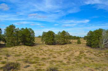 хан орманы6