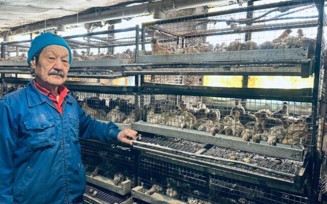 Бөдене өсіру де берекелі іс