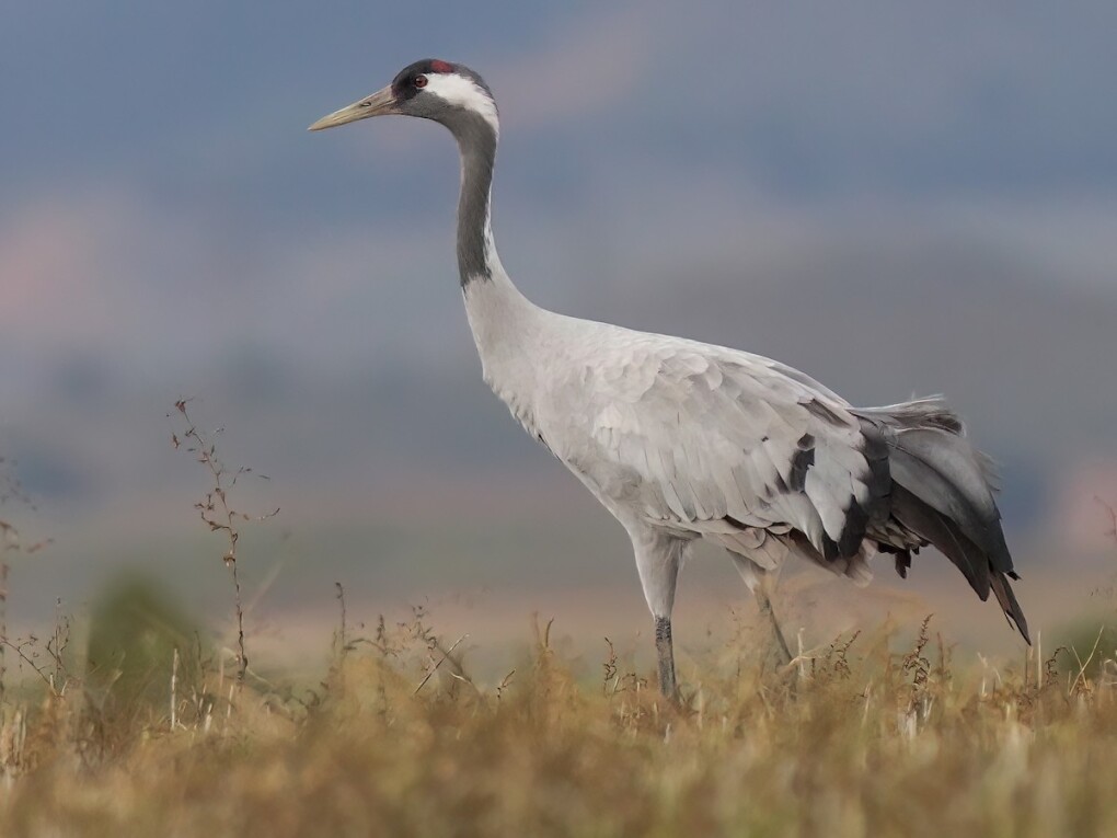 1212221111111111111111