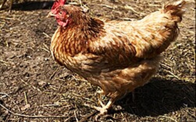 В Чингирлауском районе выращивают яйценоскую породу кур