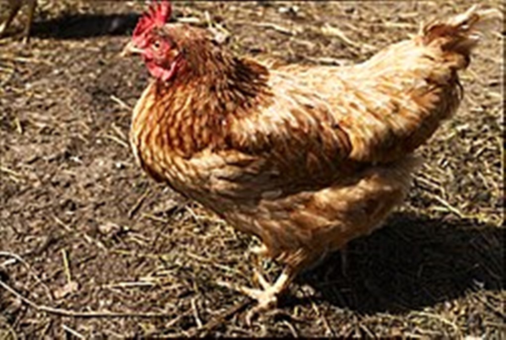 Lohmann_Brown_adult_hen
