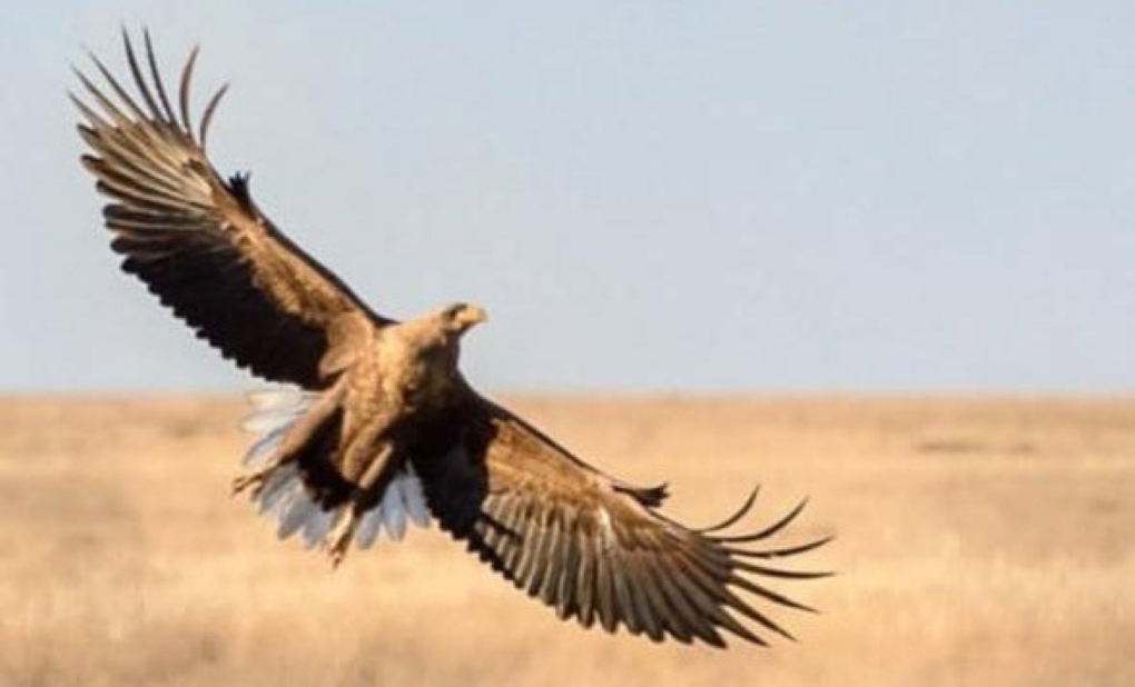 белохвостый орлан111