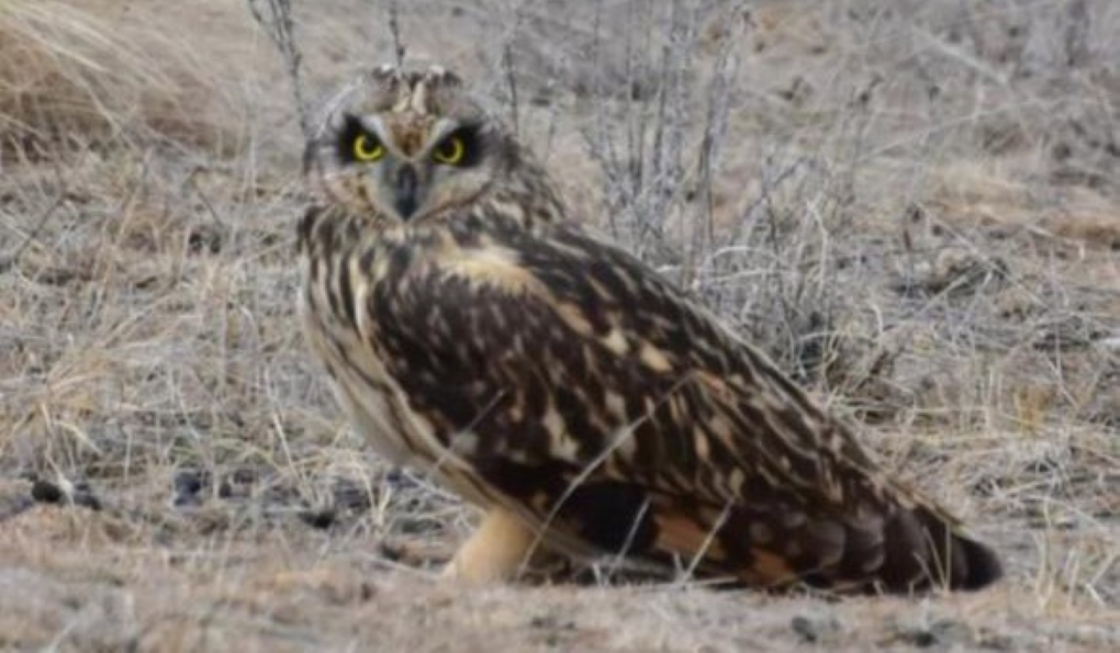 болотная сова1