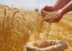 Экспортировано 9,9 млн тонн зерна и муки в зерновом эквиваленте