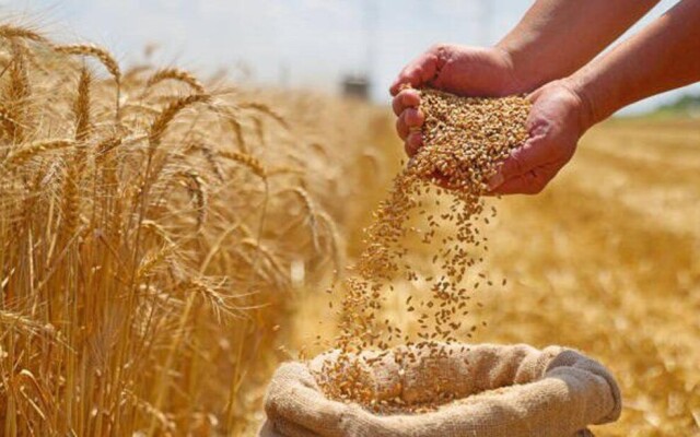 Экспортировано 9,9 млн тонн зерна и муки в зерновом эквиваленте