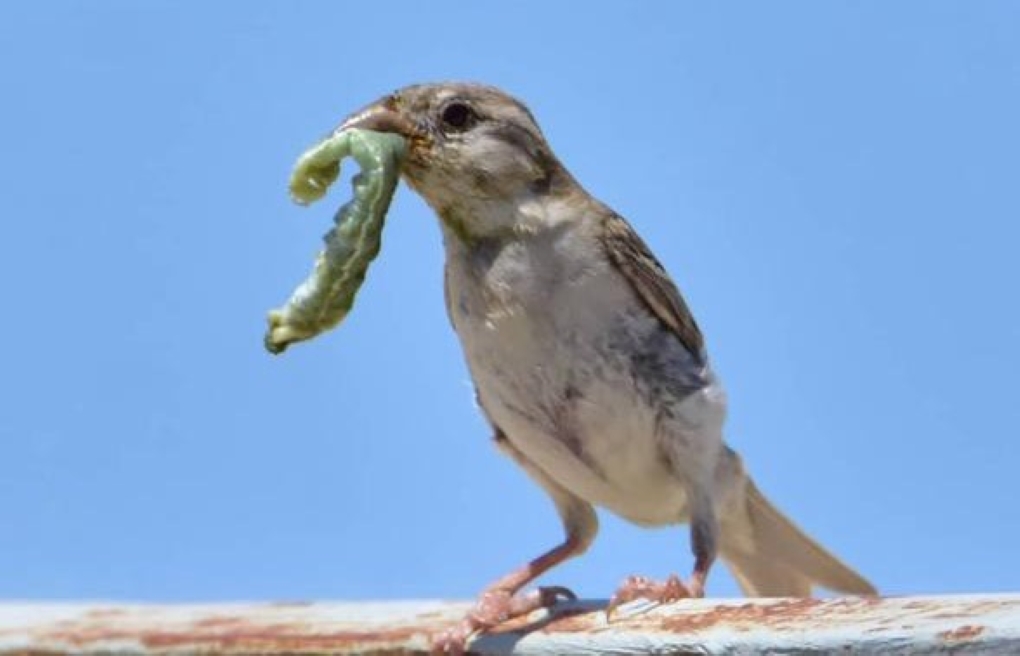 индийский воробей11