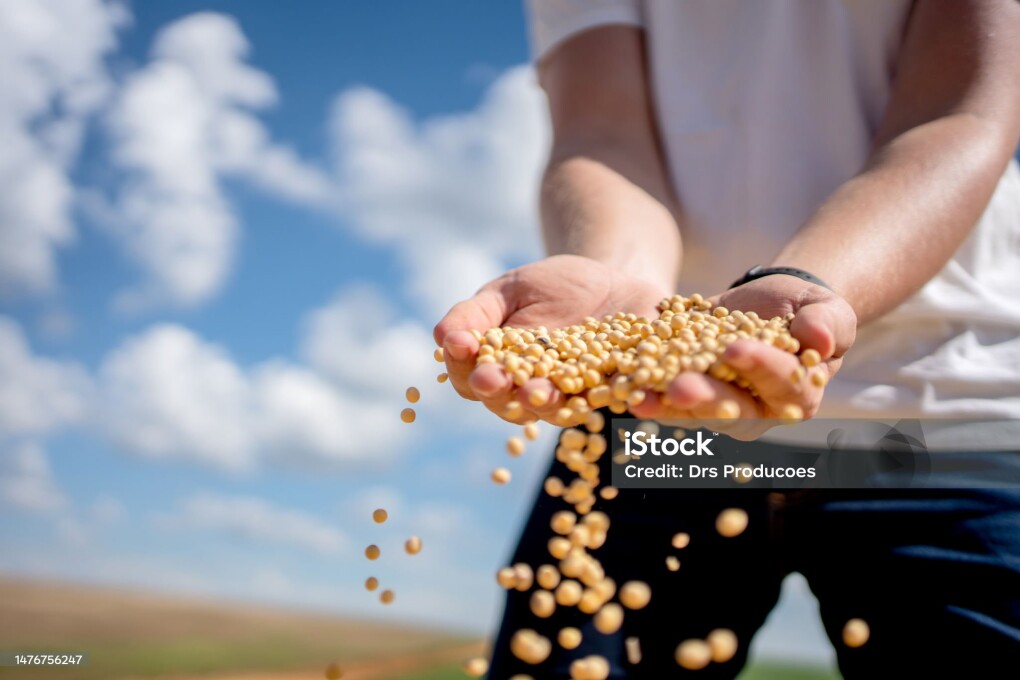 Farmer's hand with soy bean
