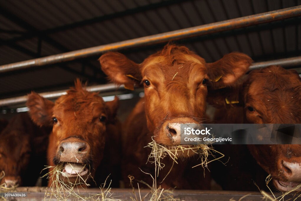A close-up of several cows of different colors feeding on hay from a manger in a covered livestock shed.
