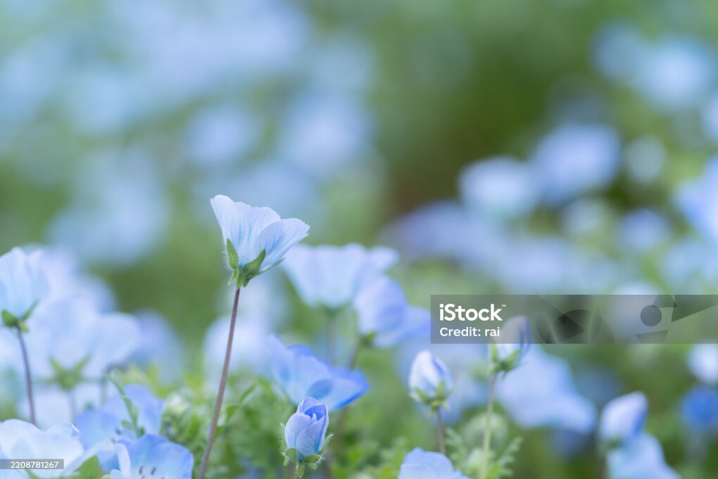 Beautiful Nemophila in bloom