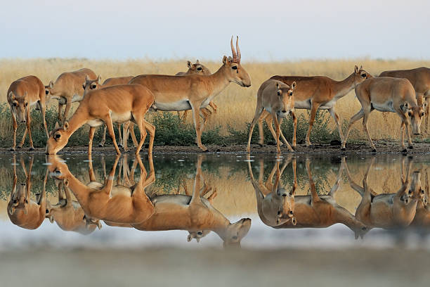 Critically endangered wild Saiga antelopes (Saiga tatarica) at watering in morning steppe. Federal nature reserve Mekletinskii, Kalmykia, Russia, August, 2015