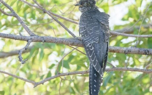 Орал қаласына  жеміс ағаштарын егу туралы ұсыныс талқыланды