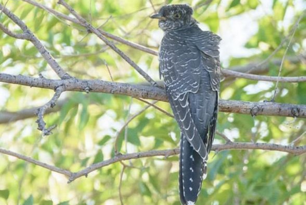 обыкновенная кукушка1