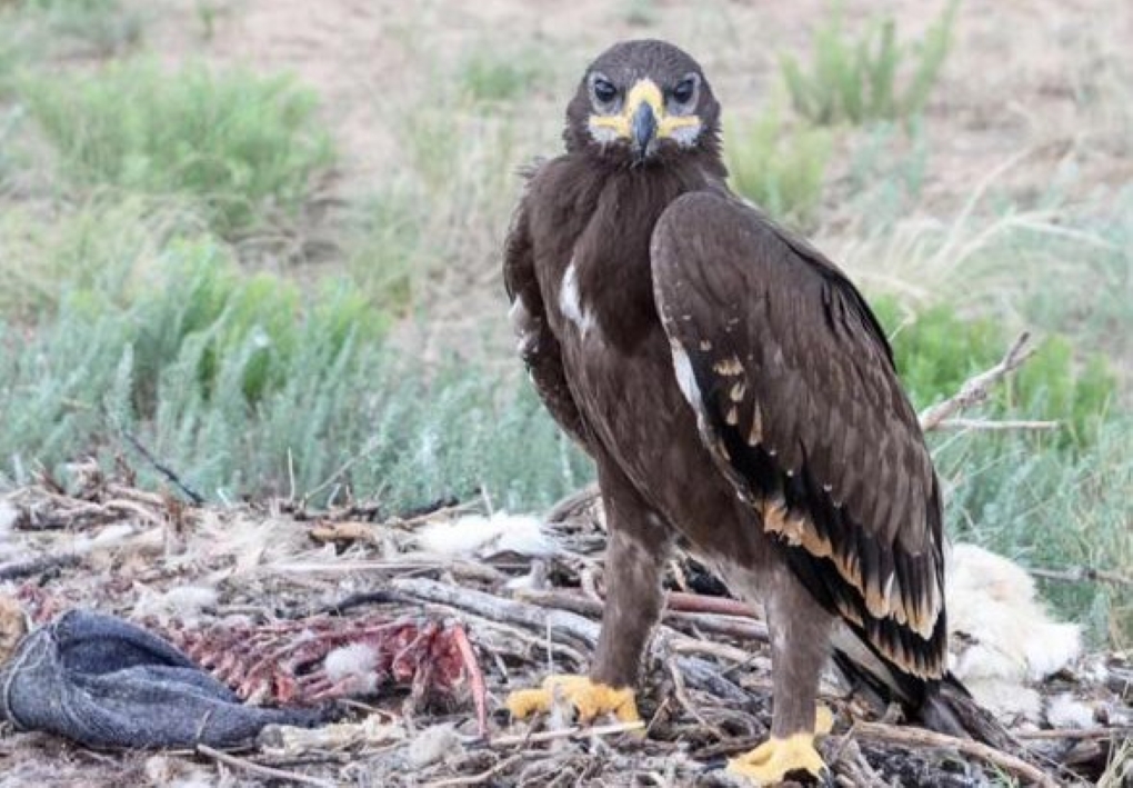 степной орел1