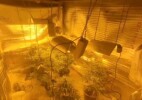 БҚО-да ағайынды екі жігіт фитозертхана ұйымдастырды деген күдікке ілінді