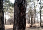 Оралда тарихи Хан тоғайы азып кетпеуі үшін экопарк жасау керек – ғалым