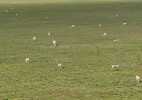 Эпизоотическая ситуация в ряде районов ЗКО вызывает серьезную обеспокоенность